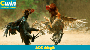 AOG đá gà