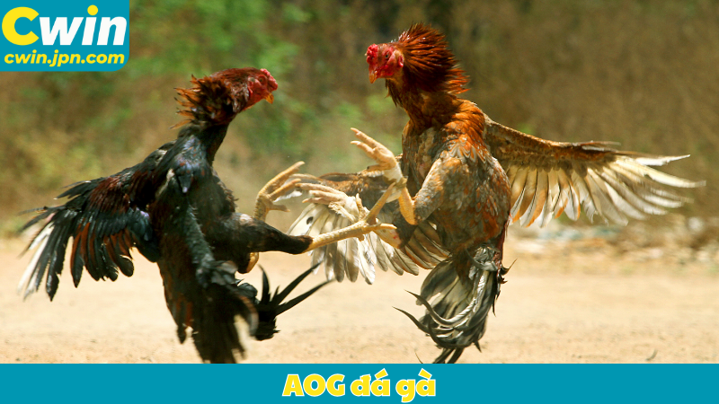 AOG đá gà